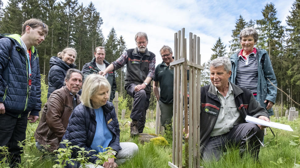 Gut vor Verbiss geschützt hat Revierförster Helmut Michel (vorn rechts) einige Baumarten, die sich in der Klimawandel-Allee gut entwickelt hatten, bei der Aufforstunfg einer Freifläche verwendet.